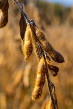 Soya fasulyesi makrosu. Soya fasulyesi hasadı, tarım baklagilleri. Soya fasulyesi tarlası - kuru soya kabuğu.