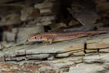 Lacerta agilis, kum kertenkelesi, güneşli bir yaz gününde.