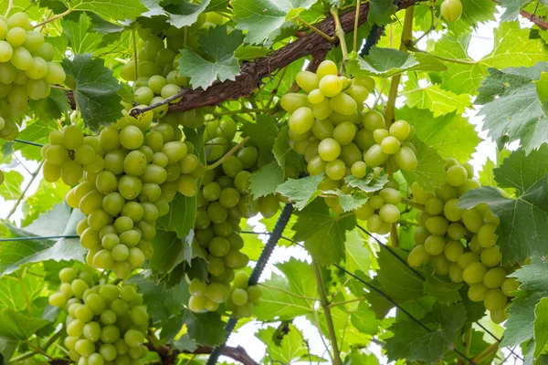 Сочные Вкусные Большие Гроздья Спелого Винограда Плантациях — стоковое фото