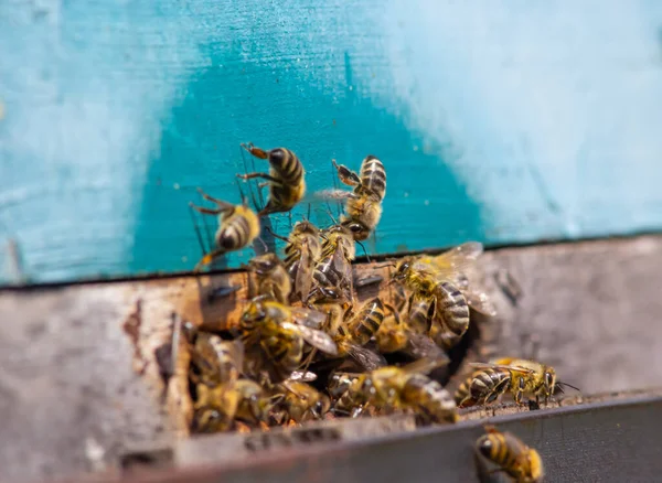 许多蜜蜂回到蜂窝 带着采集的花蜜和花蜜进入蜂窝 成群结队的蜜蜂从花朵中采蜜 健康的有机农业蜂蜜 — 图库照片