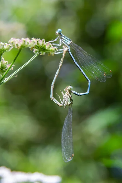 两只羽毛蜻蜓在青草上交配的特写 它们的身体形成了一颗心 — 图库照片