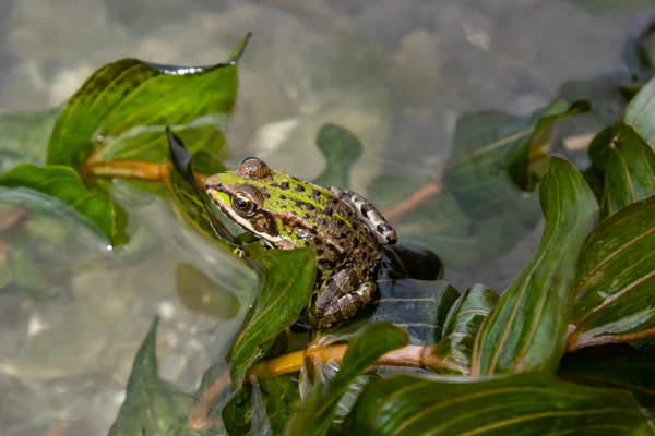 緑のカエル リトバテス クラミタンは夏に川岸近くの水の中に眠る — ストック写真