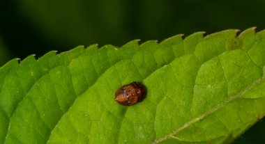 Sarı benekli uğur böceğinin makro görüntüsü - Psyllobora vigintiduopunctata küçük dişi böcekler.