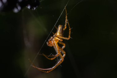 Neriene peltata, Linyphiidae familyasından bir örümcek türü..