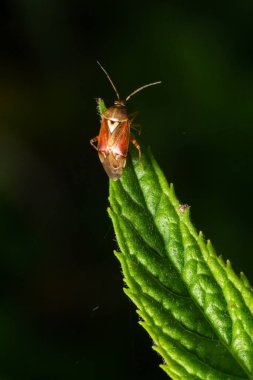 Koyu tenli böcek Lygus lineolaris numunesinin yapay ışığı altında yeşil bir yaprağın üzerinde koyu bir arka plana karşı duran yakın plan fotoğrafı..