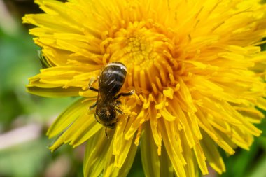 Sarı karahindiba çiçeklerinin polenini alan yalıtılmış bir bal arısı örneği..