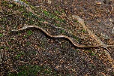 Slowworm Anguis Fragilis sığ alan derinliğinde fotoğraflandı. Makro fotoğraf.