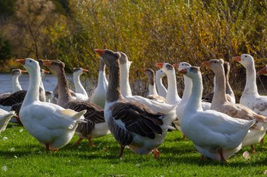 Kırsaldaki bir otlaktaki gri güzel kazlar yeşil çimlerin üzerinde yürüyorlar. Çiftlik hayvanları çiftlik kuşları. Hayvan yetiştiriciliği.