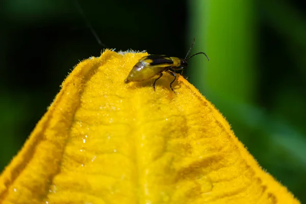 Die Pflanze Ist Ein Schädliches Insekt Der Maiskäfer Diabrotica Virgifera — Stockfoto