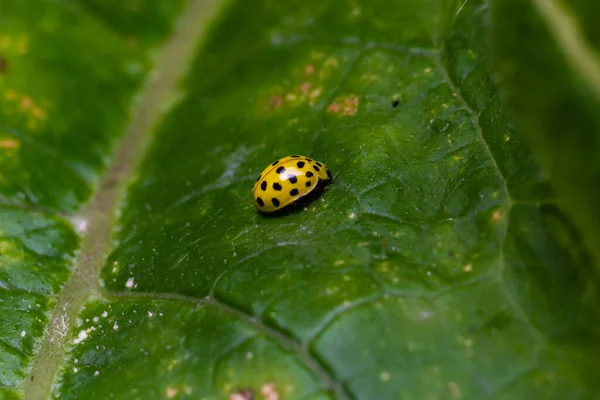 A macro image of a yellow 22 Spot Ladybird - Psyllobora vigintiduopunctata which are tiny lady beetles.