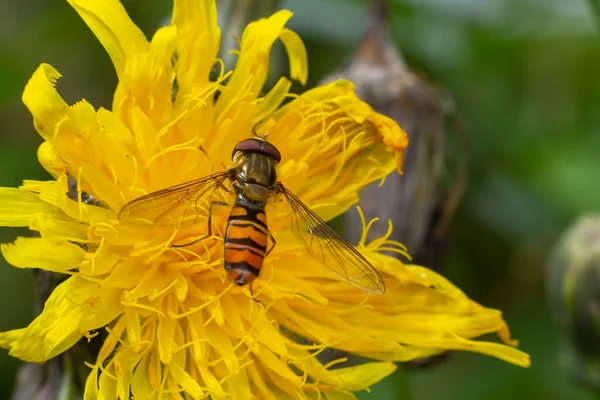 马马拉德 Marmalade Hoverfly Episyrphus Balteatus 独特的橙色黑色图案 栖息于黄花之上 绿色背景 — 图库照片