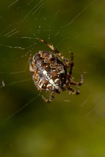 Spider Araneus Diadematus Con Una Cruz Espalda Sobre Una Telaraña —  Fotos de Stock