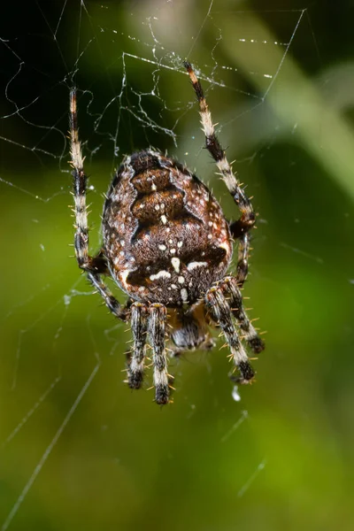 蜘蛛Araneus Diadematus背着十字架在树背的网络上 — 图库照片