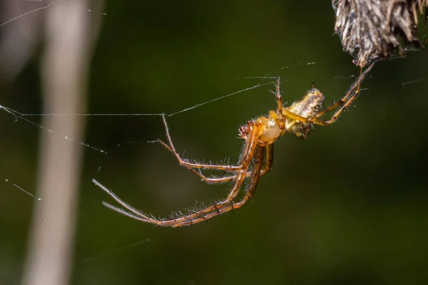Neriene Peltata Ist Eine Spinnenart Aus Der Familie Der Linyphiidae — Stockfoto