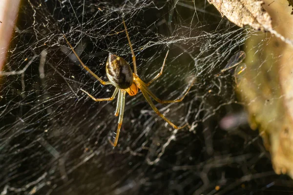 Neriene Peltata Ist Eine Spinnenart Aus Der Familie Der Linyphiidae — Stockfoto