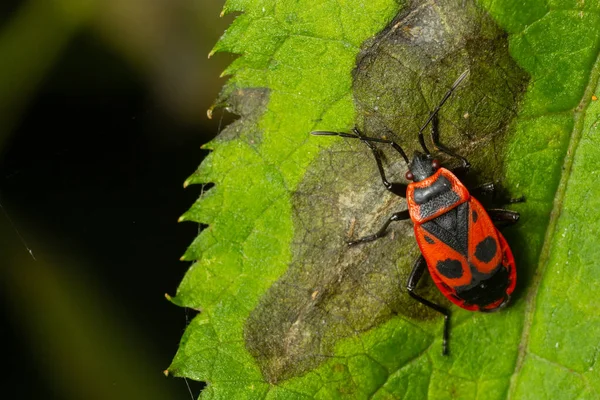 Closeup Natural Firebug Vermelho Pyrhocoris Apterus Sentado Uma Folha Jardim — Fotografia de Stock