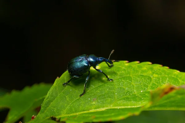 Weevil Beetle Rhynchites Bacchus Ett Grönt Blad Pest För Fruktträd — Stockfoto