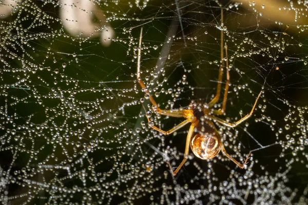 Spider Araneus Diadematus Avec Une Croix Sur Dos Sur Une — Photo