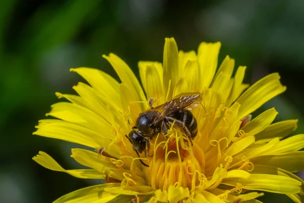 在黄色蒲公英花上采集花粉的单个蜜蜂标本 — 图库照片
