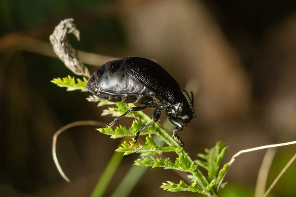 虫は葉の上に座っている Insecta Coleoptera Cryosomlesidae Galeruca Tanateci雌 夏の自然環境での日 — ストック写真