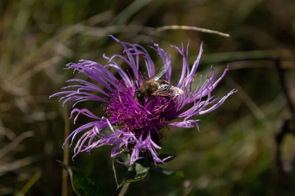 Barna Búzavirág Kentaurea Jacea Egy Méh Egy Virág Egy Nyári — Stock Fotó