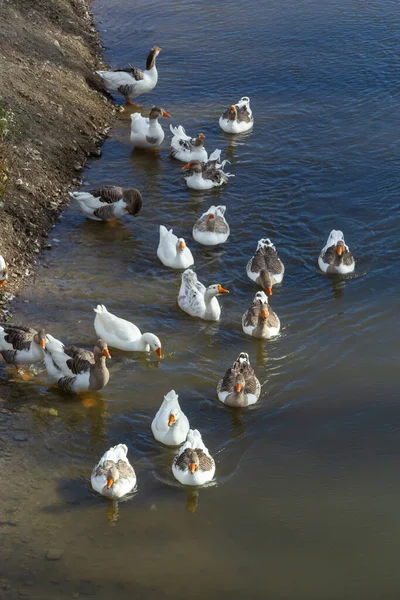 Домашні Гуси Пливуть Воді Зграя Білих Красивих Гусей Річці — стокове фото