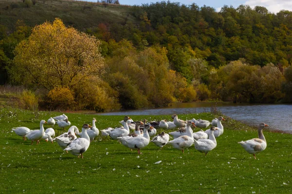 在乡间的牧场上 一只灰色美丽的鹅在绿草上散步 畜禽养殖场 动物养殖 — 图库照片