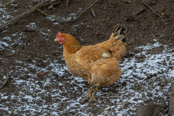 Rote Haushühner Auf Dem Dorfplatz Tierhaltung Auf Dem Bauernhof — Stockfoto