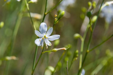 Anthericum ramosum 'un narin, beyaz ve sarı çiçekleri, yıldız şeklinde, vahşi, bulanık yeşil arka planda büyüyen, parlak ve güneşli yaz günü,.