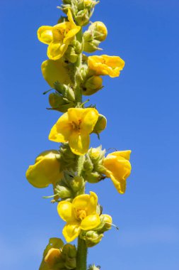 Verbascum speciosum yellow widflowers bees pollination. summer day.
