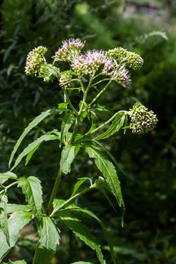 It blooms in the wild hemp agrimony Eupatorium cannabinum.
