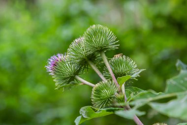 Flowers of Great Burdock Arctium lappa. Selective focus with shallow depth of field.