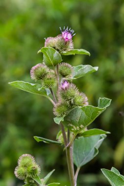 Pink flowers of prickles of a burdock. Medicinal plant. Herbal. Weed growing everywhere. Blossoming burdocks.