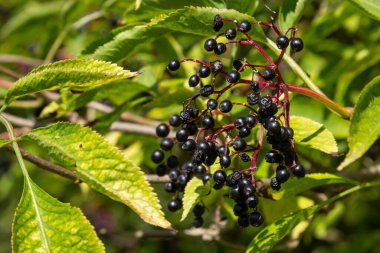 Sambucus Nigra zehirli bir bitkidir ve tıbbi olarak da kullanılabilir..