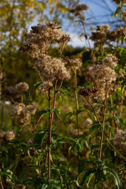 Aşırı gelişmiş kenevir tarımı bitkisinin tohumları, seçici odak noktası bokeh arkaplan - Eupatorium cannabinum.