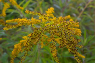 Solidago canadensis Kanada Goldenrod sarı çiçekler kapatmak.