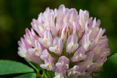 Clover Trifolium pratense ya da trefolil çiçek bitkisinin makro çekimi ilkbahar ya da yaz mevsiminde güneş ışığı altında bulanık doğa arkaplanı.