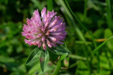 Clover Trifolium pratense ya da trefolil çiçek bitkisinin makro çekimi ilkbahar ya da yaz mevsiminde güneş ışığı altında bulanık doğa arkaplanı.