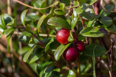 Aşı vitis-idaea lingonberry, keklik üzümü ya da inek üzümü, çalılıklarda yenilebilir meyve veren kısa yeşil bir çalılıktır..