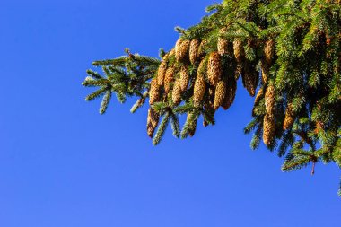 Mavi gökyüzüne karşı Norveç ladin dalı - Latince adı - Picea abies.