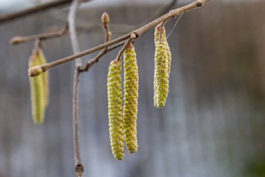 İlkbaharda ormanda çiçek açan yaygın fındık çiçeği Corylus Avellana..