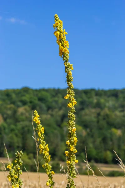 Verbascum Speciosum Yellow Widflowers Pollination Летний День — стоковое фото