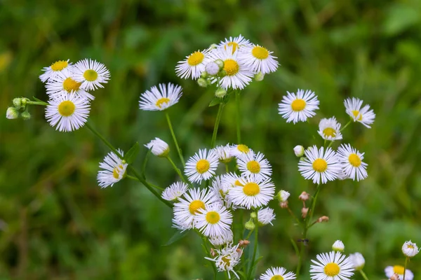 stock image White flower of annual fleabane or daisy fleabane or eastern daisy fleabane Erigeron annuus close up.