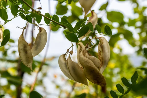 Colutea Arborbens Декоративное Растение Саду Семена Побегах — стоковое фото