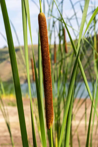 플랜트는 Cat Tail Bulrush Swamp Sausage Pump Typha Angustifolia 알려져 — 스톡 사진
