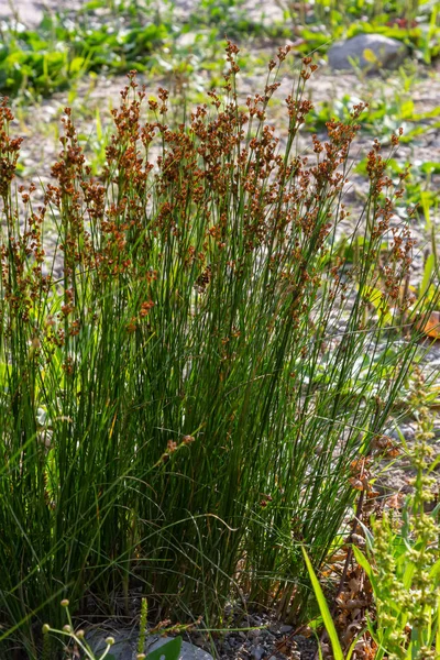 Juncus Effusus Ist Eine Mehrjährige Krautige Blühende Pflanzenart Aus Der — Stockfoto