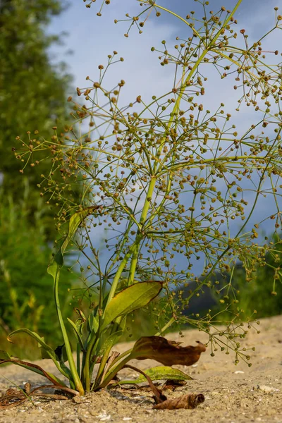 Bloemen Van Europese Waterweegbree Alisma Plantago Aquatica — Stockfoto