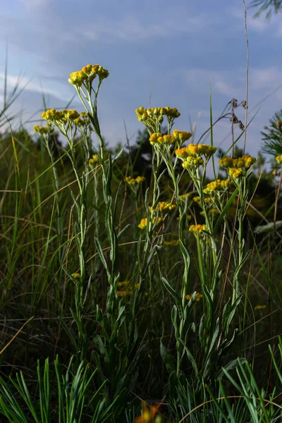 Yellow Mediterranean Flowers Background Sea Shallow Depth Field Helichrysum Italicum — Stock Fotó