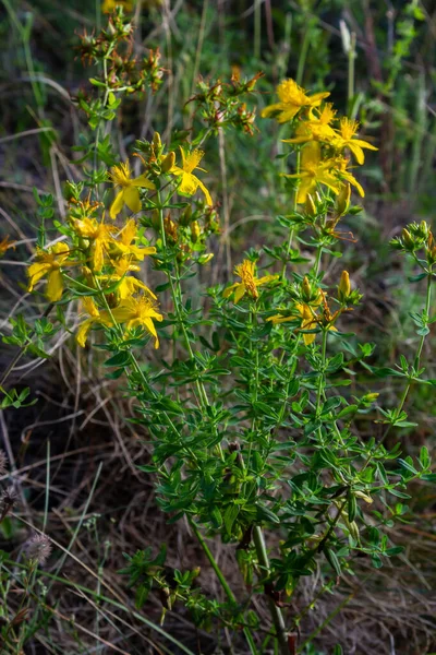 Close Blooming Medicinal Herb Hypericum Hypericum Perforatum — Stock Photo, Image