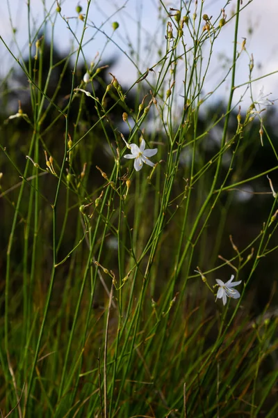 Törékeny Fehér Sárga Virágok Anthericum Ramosum Csillag Alakú Réten Vad — Stock Fotó
